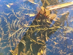 Potamogeton robbinsii