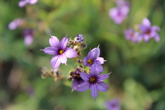 Sisyrinchium platense