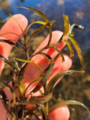 Potamogeton robbinsii