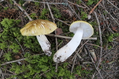 Tricholoma arvernense