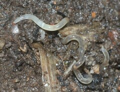 Enchytraeidae