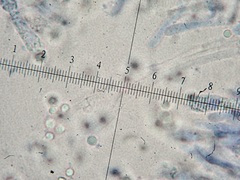 Tricholoma arvernense