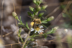 Melissodes dentiventris