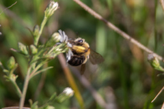 Melissodes dentiventris