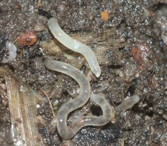 Enchytraeidae