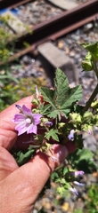 Malva multiflora