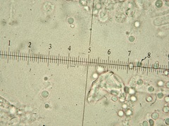 Tricholoma arvernense
