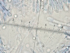 Tricholoma arvernense
