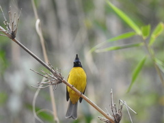 Rubigula flaviventris