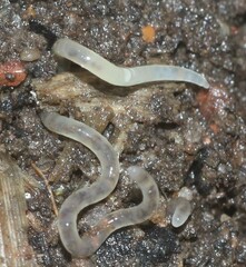 Enchytraeidae
