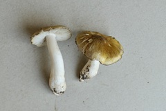 Tricholoma arvernense