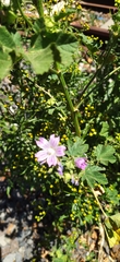 Malva multiflora