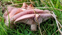 Lepista personata