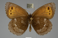 Erebia mancinus