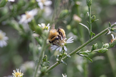 Melissodes dentiventris