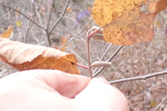 Brachiacantha quadripunctata