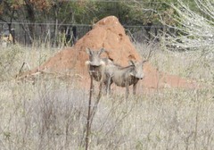 Phacochoerus africanus