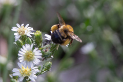 Melissodes dentiventris