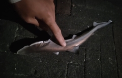 Scoliodon macrorhynchos