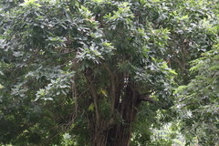 Anthocleista grandiflora