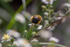 Melissodes dentiventris