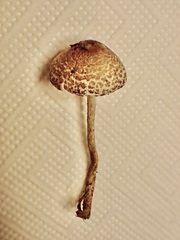 Lepiota magnispora