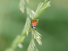 Coccinella quinquepunctata