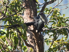 Phaenicophaeus tristis