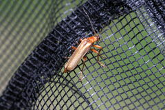 Cantharis