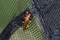Cantharis