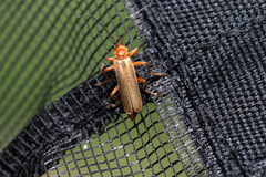Cantharis