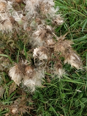 Cirsium vulgare
