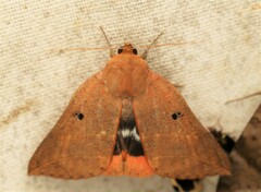 Thyas juno
