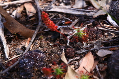 Drosera barbigera