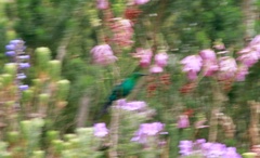 Nectarinia famosa