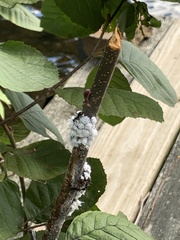 Prociphilus tessellatus