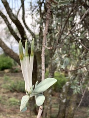 Agelanthus natalitius