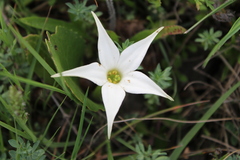 Jaborosa integrifolia