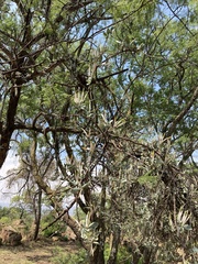 Agelanthus natalitius