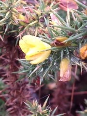 Ulex minor