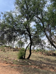 Agelanthus natalitius