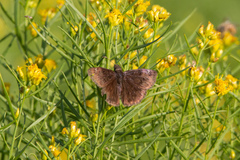 Erynnis baptisiae