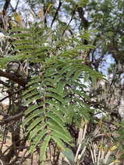 Agelanthus natalitius
