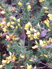 Ulex minor