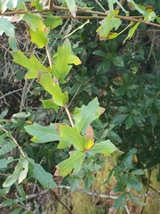 Quercus hemisphaerica