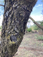 Agelanthus natalitius