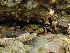 Pachygrapsus