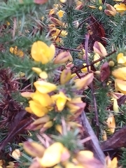 Ulex minor