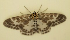 Pogonopygia nigralbata