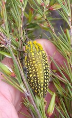 Julodis fascicularis